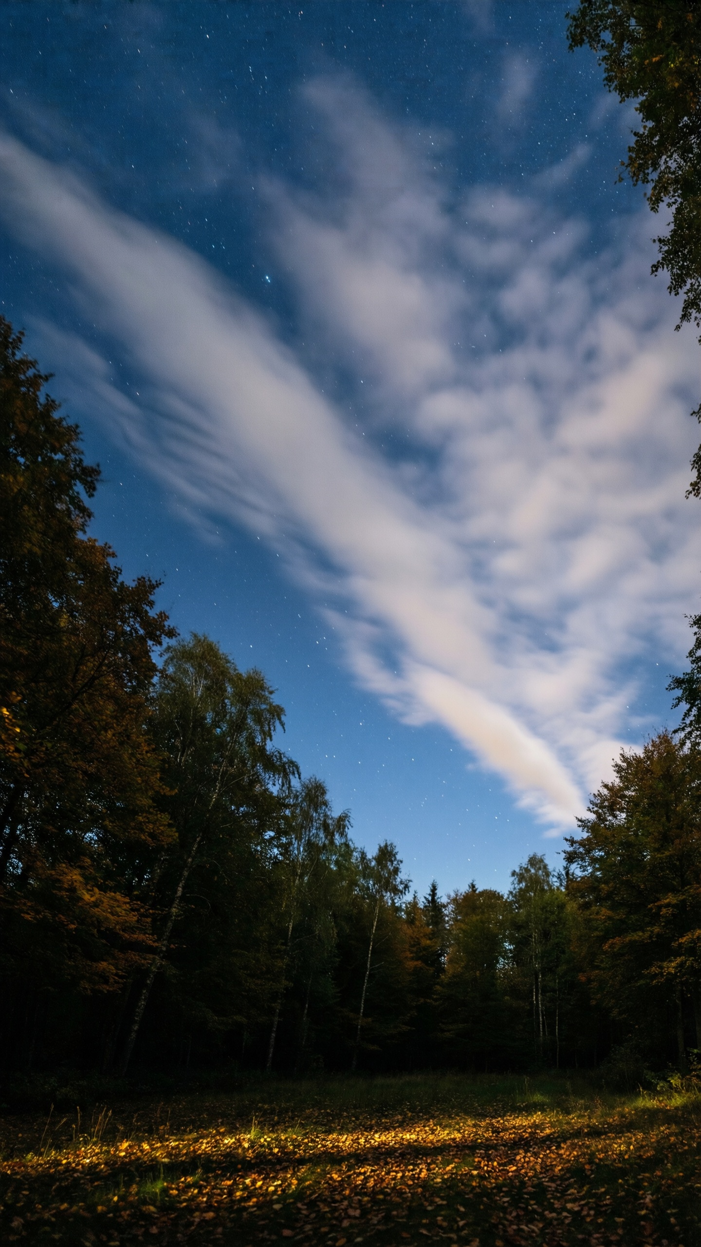 Forest Night Sky - AI generated wallpaper