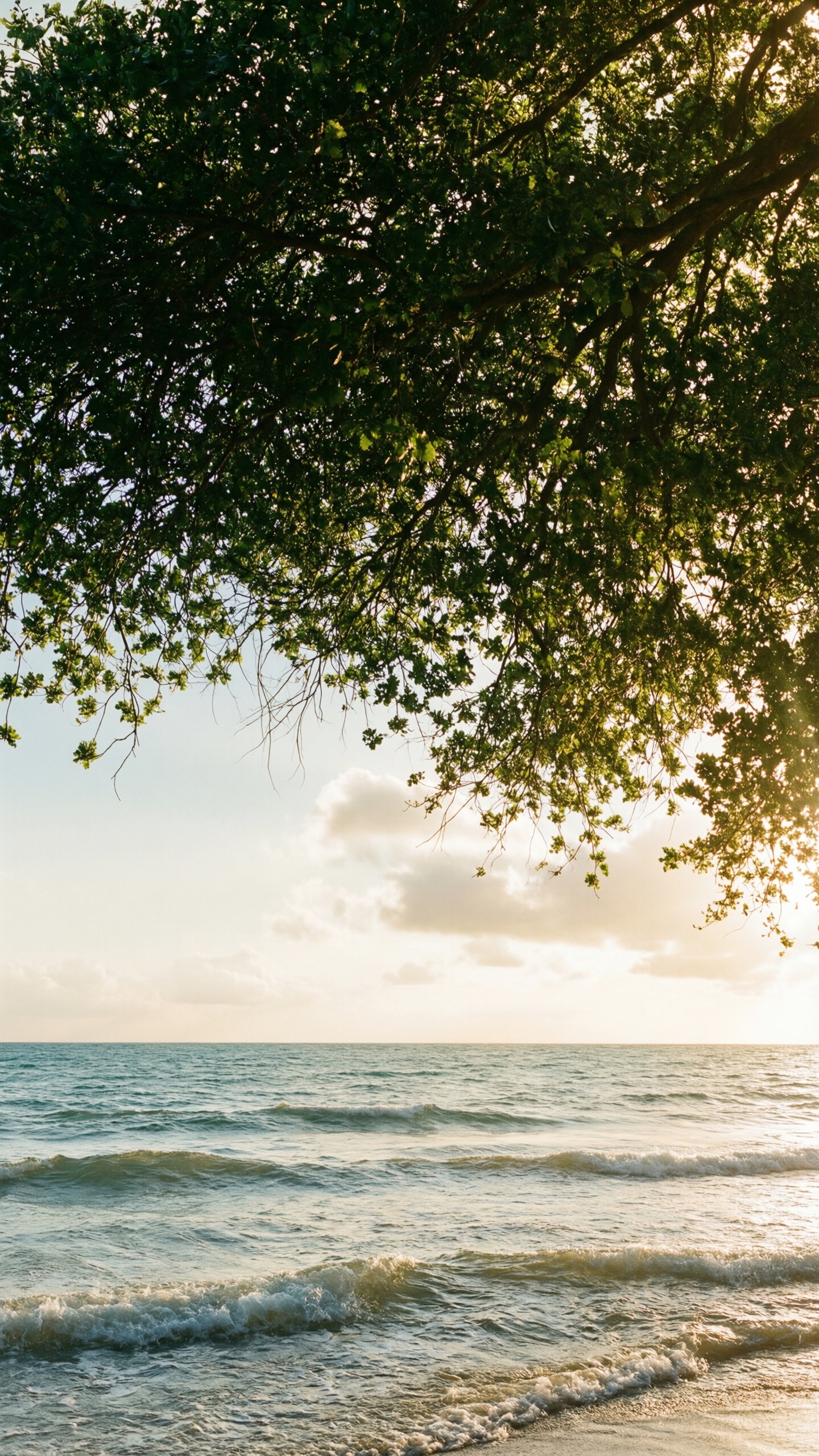 Sunset Ocean Tree - AI generated wallpaper