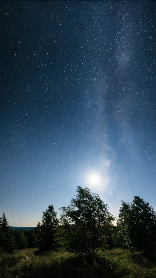 Starry Night Sky with Trees