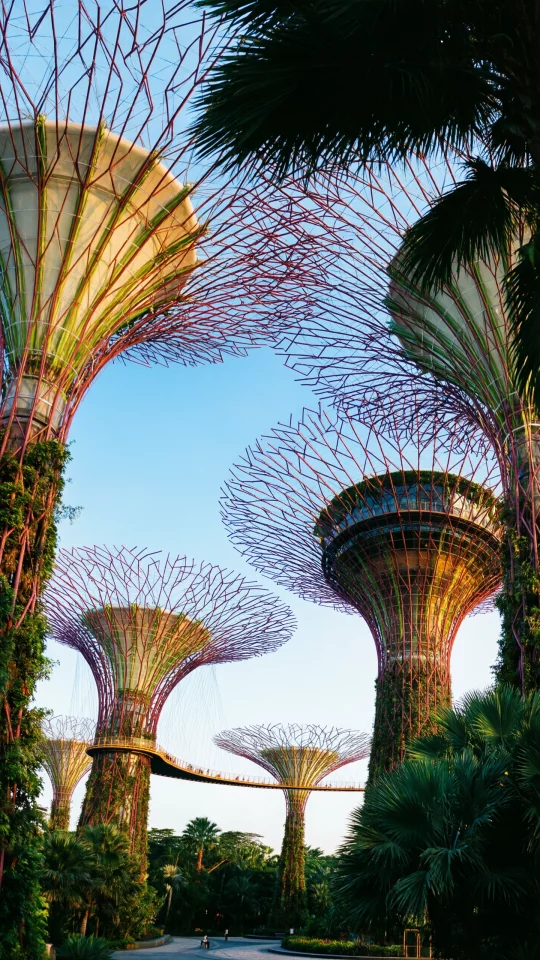 Supertree Grove at Gardens by the Bay